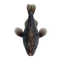 Barreleye fish
