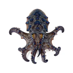 Blue-ringed octopus