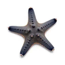 Brittle star