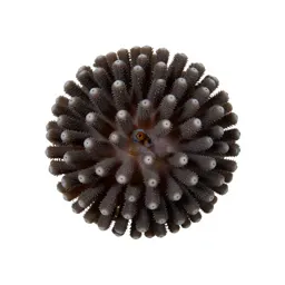Coral polyp colony