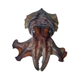 Cuttlefish changing colour