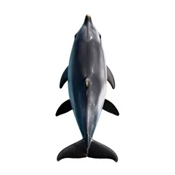 Dolphin mid-leap