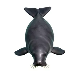 Dugong grazing