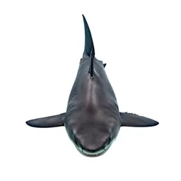 Great white shark