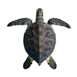 Green sea turtle