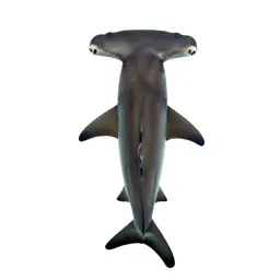 Hammerhead shark