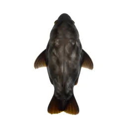 Kelp holdfast