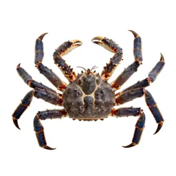 King crab