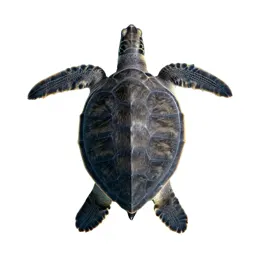 Leatherback turtle
