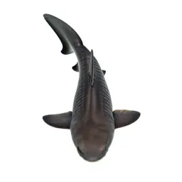 Leopard shark on sand