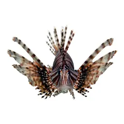 Lionfish