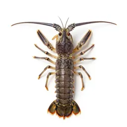 Mantis shrimp