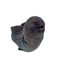 Moray eel
