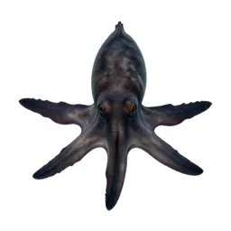 Nautilus