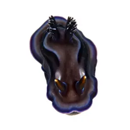 Nudibranch on coral