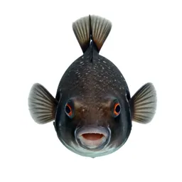 Pufferfish inflated