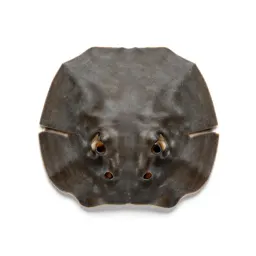 Sand dollar burrowing