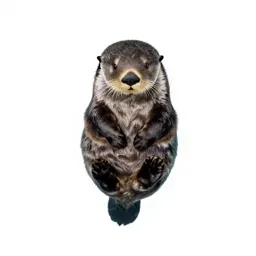 Sea otter floating