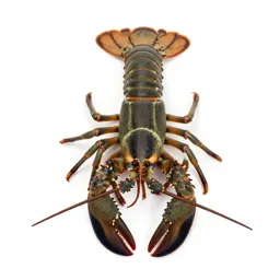 Spiny lobster
