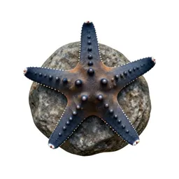 Starfish on rock