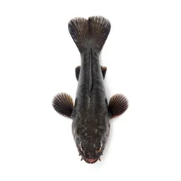 Sunfish