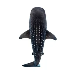 Whale shark with remoras