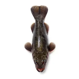 Anglerfish with a lure