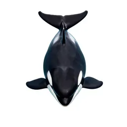 Orca breaching