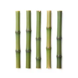 Bamboo grove