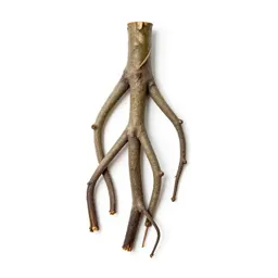 Banyan with aerial roots
