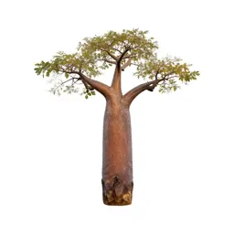 Baobab