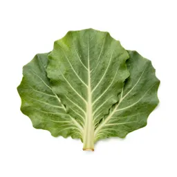 Cabbage tree