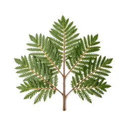 Cedar of Lebanon