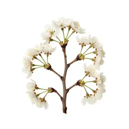 Cherry tree in blossom