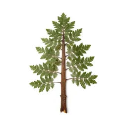 Coastal redwood