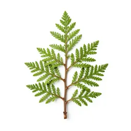 Cypress
