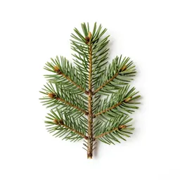 Douglas fir