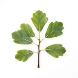 Fig tree with fruit