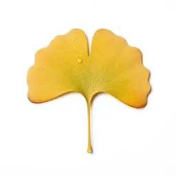 Gingko in autumn