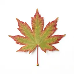 Japanese maple