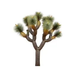 Joshua tree