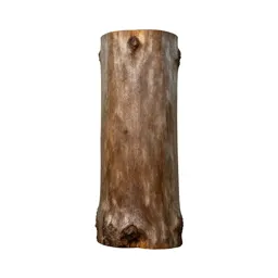 Kauri trunk