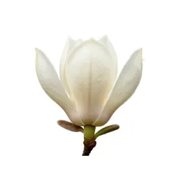 Magnolia tree in bud