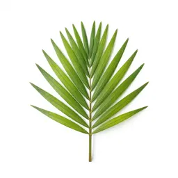 Nikau palm