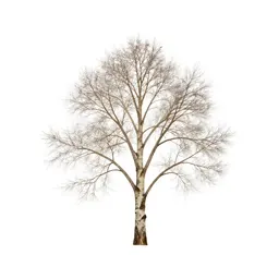 Paperbark tree