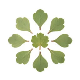 Rimu