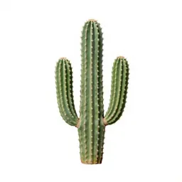 Saguaro cactus