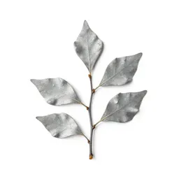Silver beech