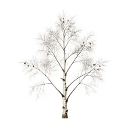 Silver birch stand