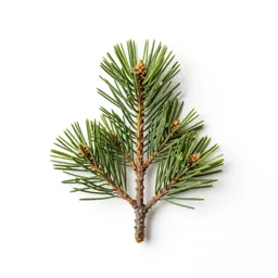 Stone pine